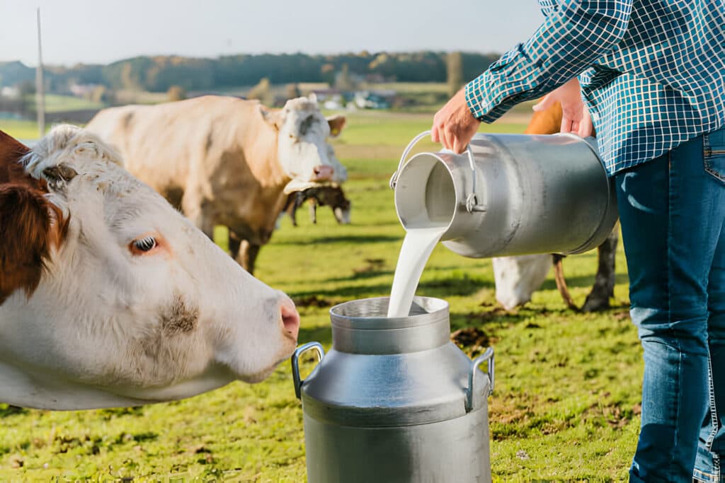 Wellhealthorganic Buffalo Milk Tag Processing and Pasteurization